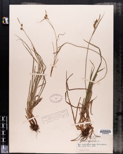 Carex pallescens
