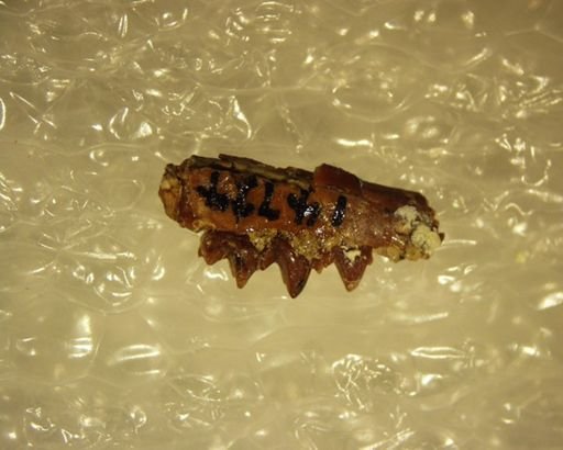 Mckennatherium ladae