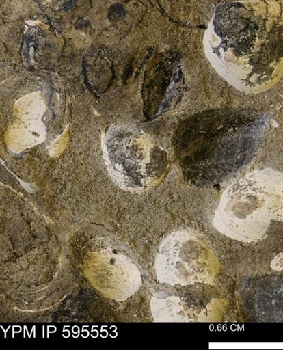 Protocardia sp.