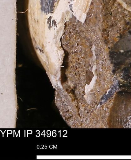 Limopsis striatopunctatus