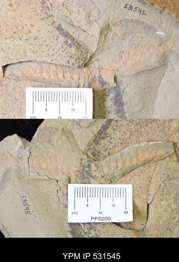 undet. Polychaeta