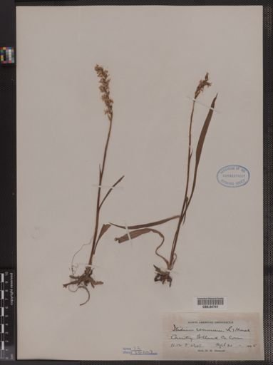 Ibidium cernuum