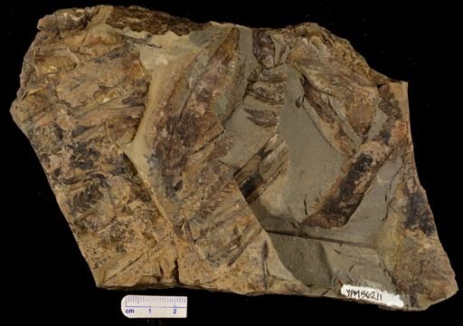 Cladophlebis readi