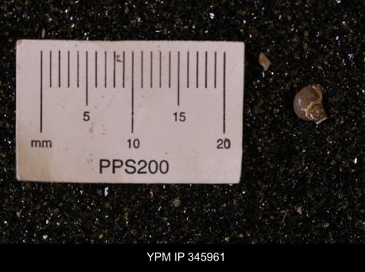 undet. Gastropoda