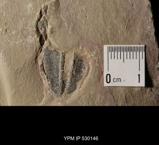 Elrathia kingi