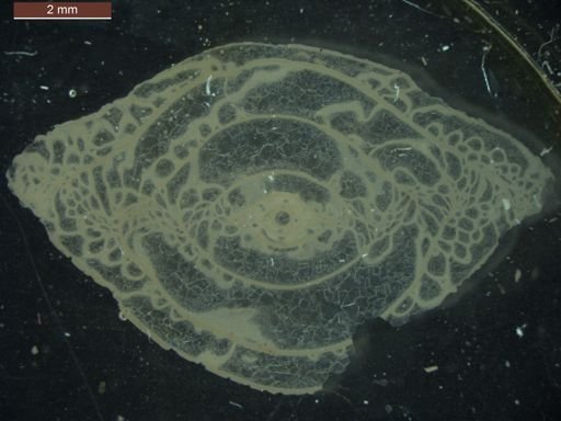 Pseudoschwagerina uddeni