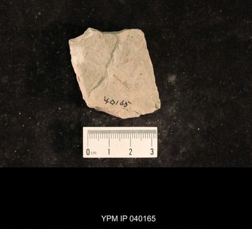 Demopterum gracile