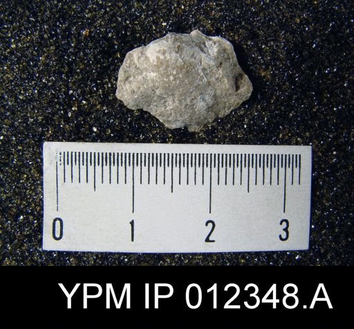 Martinia rhomboidalis