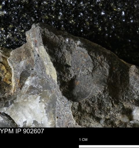 undet. Mollusca