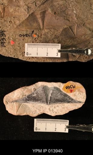 Orthonema schucherti