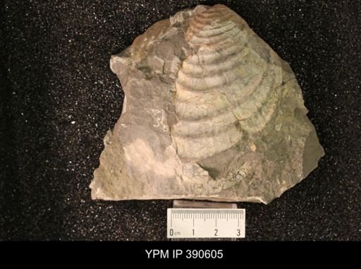 Inoceramus sp.