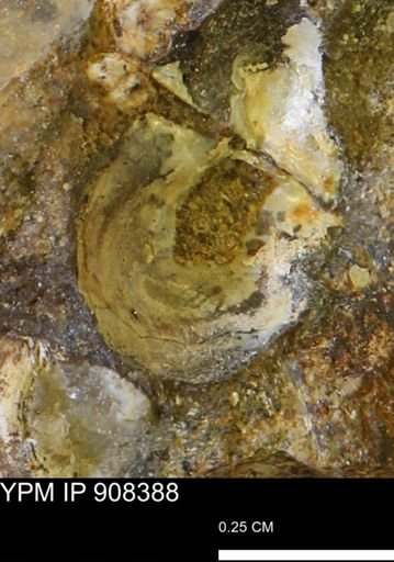 undet. Bivalvia
