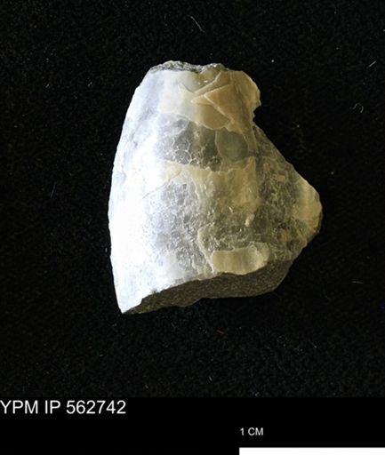 Pseudoptera sp.