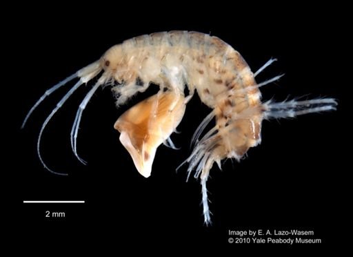 Dulichiella