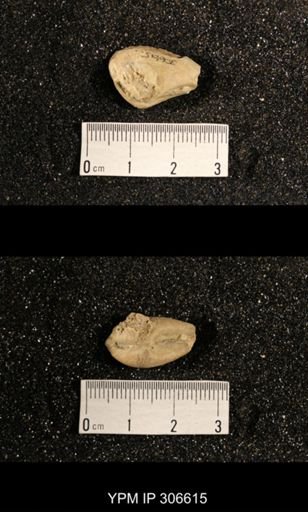 Phestia bellistriata