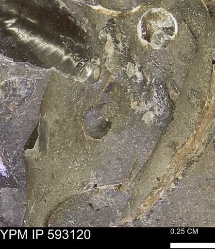 undet. Bivalvia