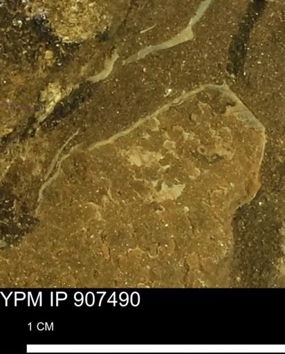 undet. Mollusca