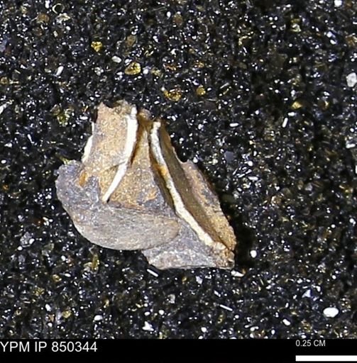 Limopsis striatopunctatus