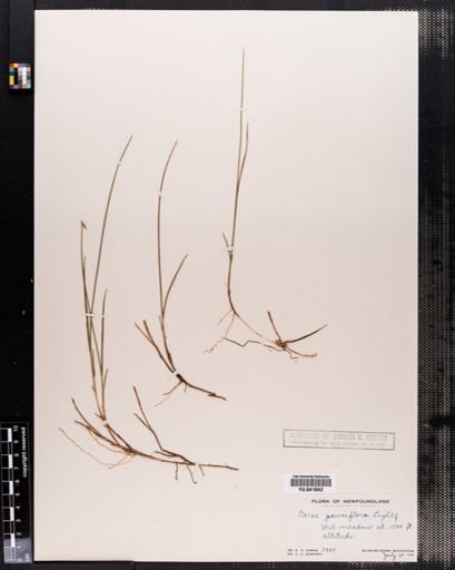 Carex pauciflora