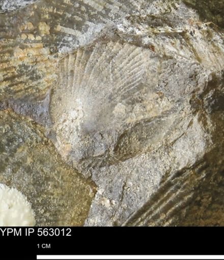 Oxytoma (Hypoxytoma) sp.