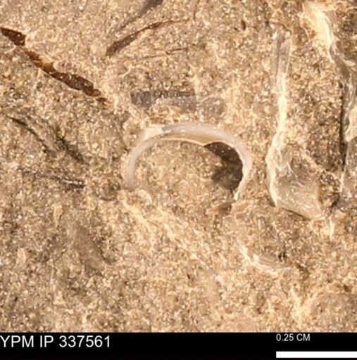 undet. Mollusca