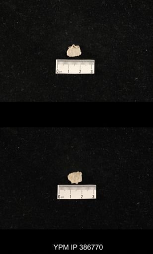 Streptorhynchus pyramidale?