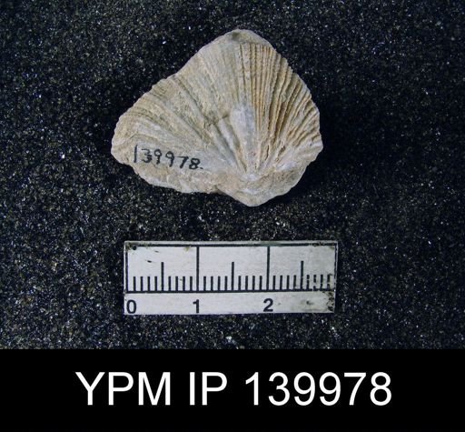 Neospirifer musakheylensis