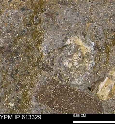 Scaphites sp.