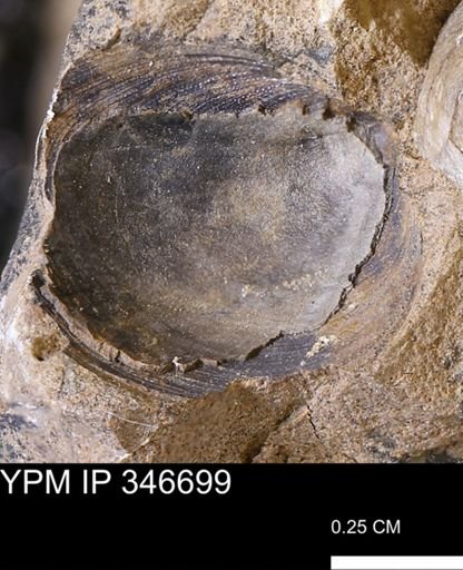 Limopsis striatopunctatus