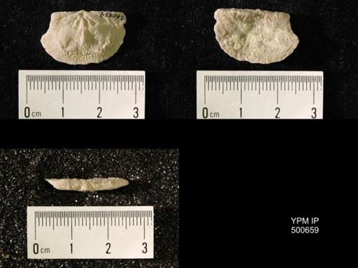 Chonetes granulifer meekanus