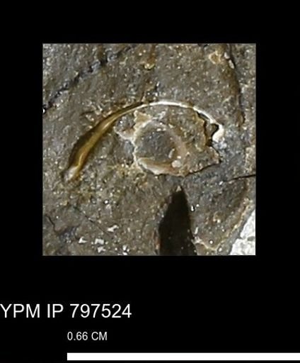 undet. Bivalvia
