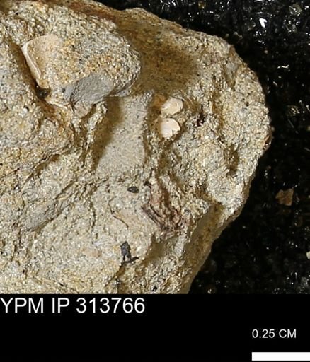 undet. Bivalvia