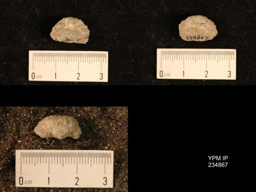 Marginifera fragilis