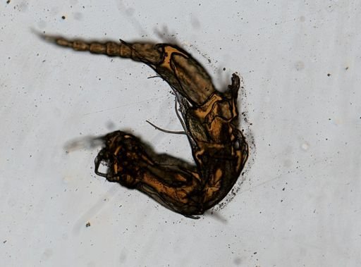 Chiridotea coeca