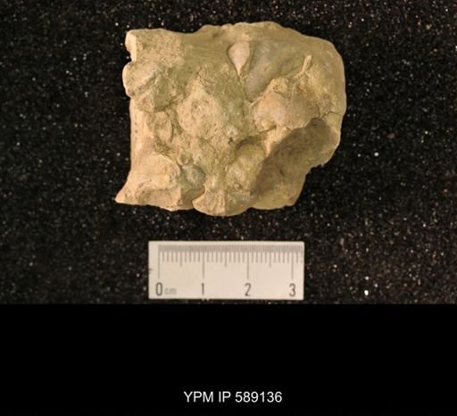 Sowerbyella sericea