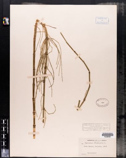 Equisetum fluviatile