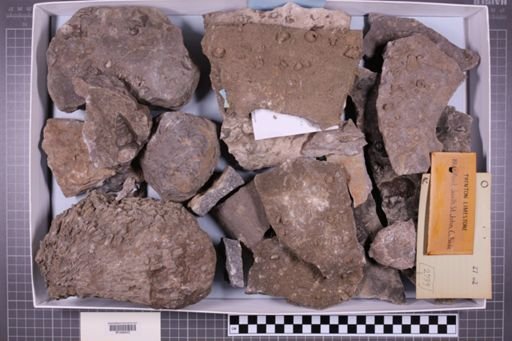mixed taxa, stratigraphic collection