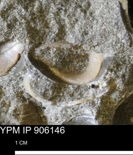 undet. Bivalvia