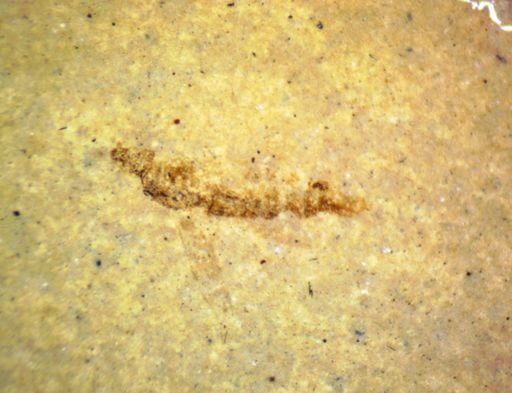 undet. Hexapoda