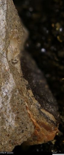 undet. Ammonoidea