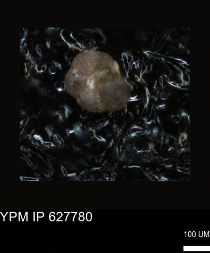 undet. Foraminiferida