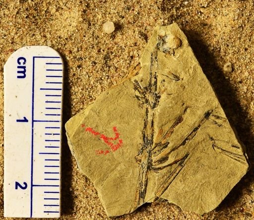 Asterophyllites sp.