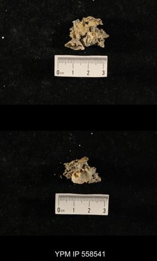 Schizophoria sp.