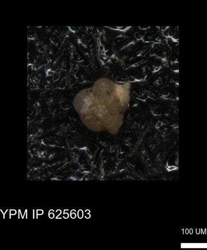 undet. Foraminiferida