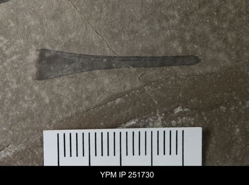 Eurypterus sp.
