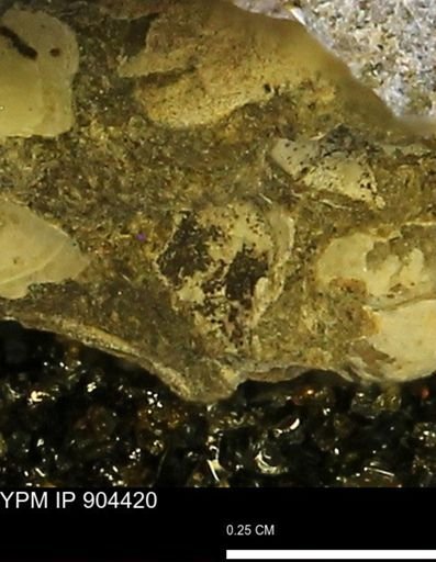 undet. Mollusca