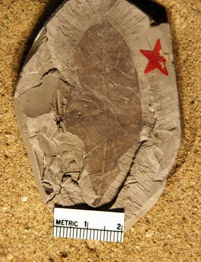Myrsine elongata