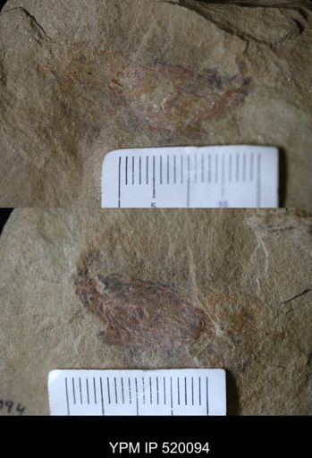 undet. Arthropoda