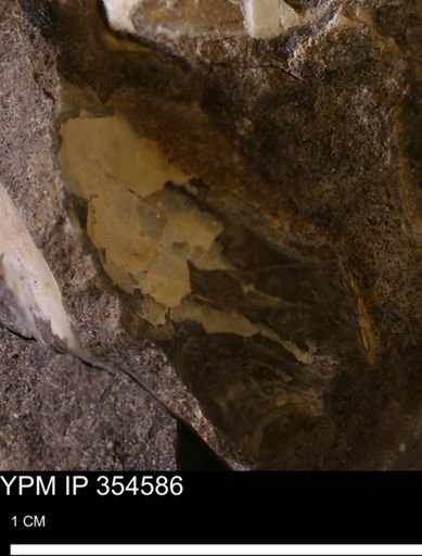Pseudoptera subtortuosa