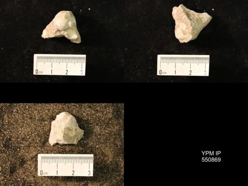 Marginifera wabashensis